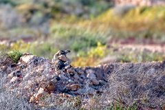 Atlantoxerus getulus