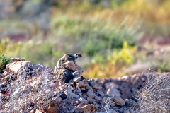 Atlantoxerus getulus