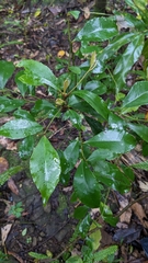 Ardisia cornudentata morrisonensis
