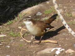 Cinclodes