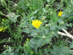 Hieracium virosum