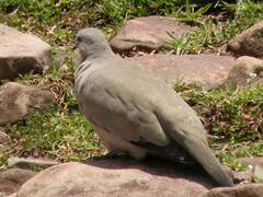 Metriopelia melanoptera