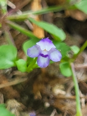 Linderniaceae
