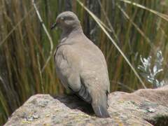 Metriopelia melanoptera