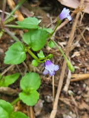 Linderniaceae