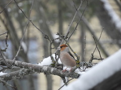 Coccothraustes coccothraustes