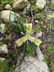 Iris palaestina