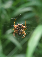 Macracantha hasselti
