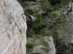 Muscisaxicola rufivertex