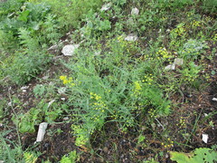 Bupleurum