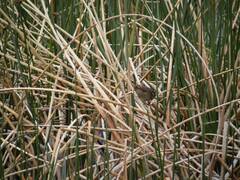 Phleocryptes melanops