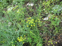 Bupleurum