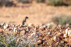 Atlantoxerus getulus