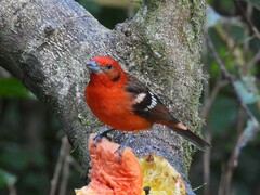 Piranga bidentata