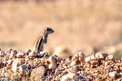 Atlantoxerus getulus