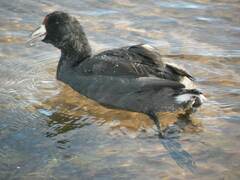 Fulica ardesiaca