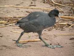 Fulica ardesiaca