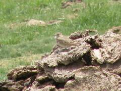 Geositta cunicularia