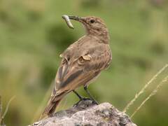 Geositta tenuirostris