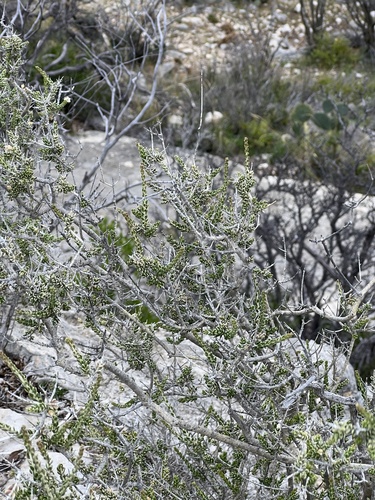 Mortonia sempervirens