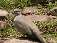 Metriopelia melanoptera