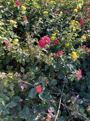 Lantana camara
