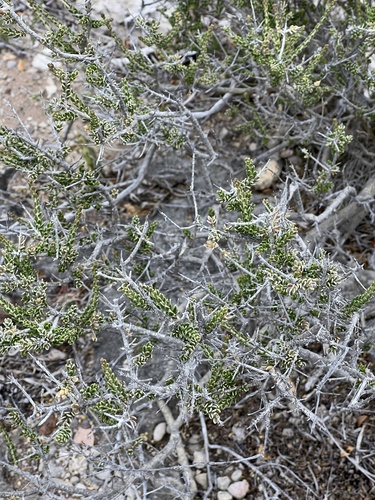Mortonia sempervirens, photograph 1