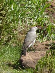 Muscisaxicola rufivertex