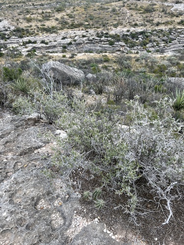 Mortonia sempervirens, photograph 2