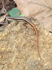 Sphenomorphus dussumieri