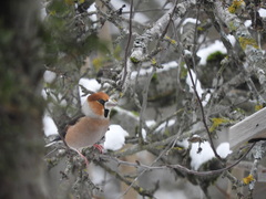 Coccothraustes coccothraustes