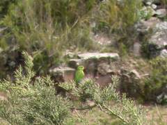 Psilopsiagon aurifrons