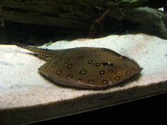 Potamotrygon motoro