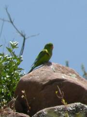 Psilopsiagon aurifrons