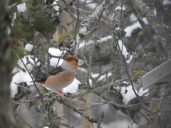 Coccothraustes coccothraustes