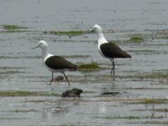 Recurvirostra andina