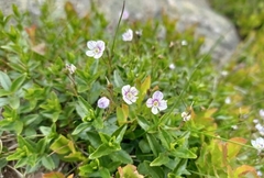 Veronica baumgartenii