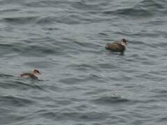 Rollandia microptera