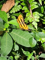 Pantoporia