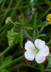 Geranium schlechteri