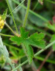 Geranium schlechteri