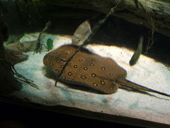 Potamotrygon motoro