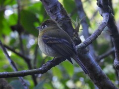 Empidonax flavescens