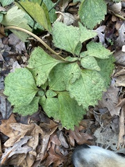 Pachysandra procumbens