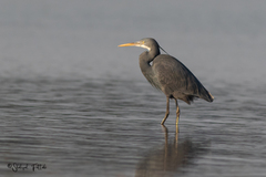 Egretta gularis