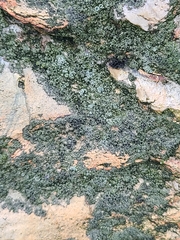 Lecanoromycetidae