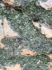 Lecanoromycetidae