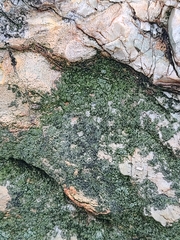 Lecanoromycetidae
