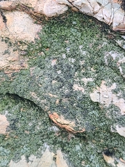 Lecanoromycetidae
