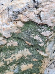 Lecanoromycetidae